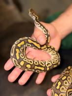 Python regius, Dieren en Toebehoren, Ophalen
