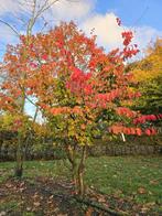 Parrotia persica/ perzisch ijzerhout, Ophalen