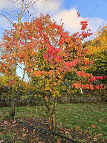 Parrotia persica/ perzisch ijzerhout beschikbaar voor biedingen
