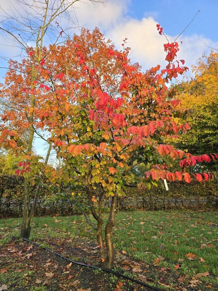 Parrotia persica/ perzisch ijzerhout, Tuin en Terras, Planten | Bomen, Ophalen