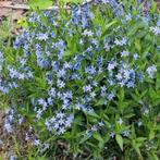 Amsonia 'Blue Star', Ophalen, Zomer, Vaste plant, Halfschaduw