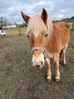 5 jaarse haflinger merrie, Merrie, Minder dan 160 cm, Met stamboom, 3 tot 6 jaar