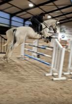 Trainingsstal vrij Tessenderlo (zadelmak maken, gedrag, ...), Dieren en Toebehoren, Ophalen