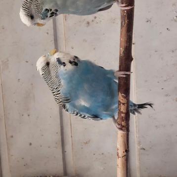 Engelse grasparkieten  beschikbaar voor biedingen