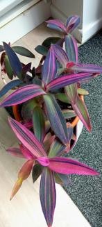 Tradescantia palida pink stripe, Huis en Inrichting, Kamerplanten, Ophalen