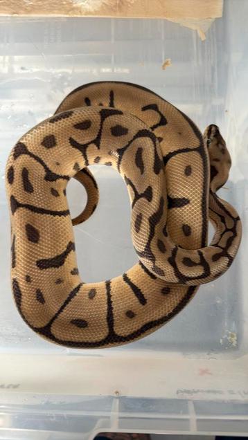 Ball python beschikbaar voor biedingen