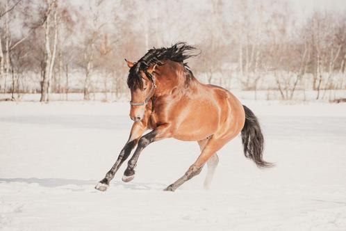 Fotoshoot, Animaux & Accessoires, Poneys, Ne s'applique pas