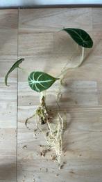 Alocasia reginula cultivée à partir d'un tubercule, Autres espèces, En pot, Enlèvement ou Envoi, Moins de 100 cm