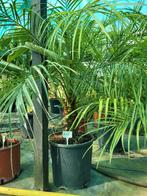 Phoenix roebelenii, enkele stam of 3 stammen, 80/90 hoog, Tuin en Terras, Ophalen of Verzenden