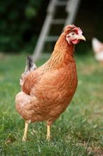 Groenlegger kippen jonge hennen beschikbaar