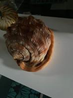 Schelpen, Ophalen of Verzenden, Schelp(en)