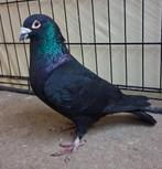 Pigeons de course à prix réduit, Animaux & Accessoires