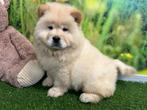 Chow Chow puppy's - Creme kleur, Dieren en Toebehoren, Honden | Poolhonden, Keeshonden en Oertypen, Meerdere, 8 tot 15 weken, Meerdere dieren