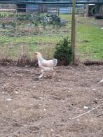 Brahma isabel haan, Dieren en Toebehoren, Pluimvee