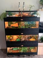 Osb3 terrarium RepHouSZ. Ook maatwerk, Animaux & Accessoires, Terrarium ou Paludarium, Enlèvement ou Envoi, Neuf