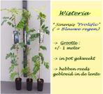 BLAUWE REGEN (WISTERIA), 80/100+cm, in pot 3L, 16€/stuk, Tuin en Terras, In pot, Lente, 100 tot 250 cm, Overige soorten