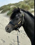 Bomproof welsh C - pony te koop, Dieren en Toebehoren, Gechipt, Ruin, Zadelmak, 3 tot 6 jaar