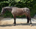 Fijne appaloosa springpony | ruin 5 jaar, Gechipt, Springpony, B, Ruin