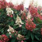 Hydrangea Pinky Winky, Tuin en Terras, Planten | Struiken en Hagen, Ophalen of Verzenden, Struik