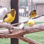 Zie beschrijving, Dieren en Toebehoren, Vogels | Kanaries