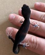Black night luipaardgekko 0.0.1, Hagedis, Tam, 0 tot 2 jaar