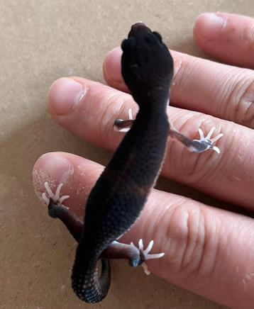 Black night luipaardgekko 0.0.1 beschikbaar voor biedingen