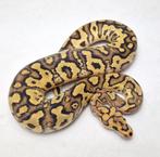 Fire Black head Clown vrouw, Dieren en Toebehoren, Slang, Tam, 0 tot 2 jaar