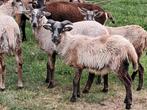 schapen lammetjes, Dieren en Toebehoren, Mannelijk, Schaap, 0 tot 2 jaar