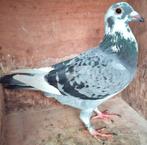Postduif "BEST OF KITTEL" kweek duivin., Dieren en Toebehoren, Vrouwelijk, Postduif
