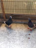 Mooie koppel iranees hoogvlieger(20€ per stuk), Dieren en Toebehoren, Vogels | Duiven