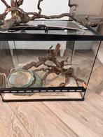 2 x terrarium + accessoires, Dieren en Toebehoren, Ophalen, Gebruikt