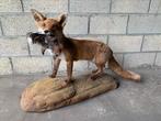 Renard naturalisé, Verzamelen, Ophalen, Gebruikt
