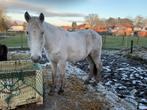 Lieve ruin, Dieren en Toebehoren, Gechipt, Minder dan 160 cm, Ruin, Niet van toepassing