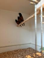 Kweekkoppel zwartkopnonnen + extra man, Dieren en Toebehoren, Vogels | Overige Vogels, Meerdere dieren, Tropenvogel, Geringd