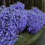 Campanula poscharskyana (plante grimpante) 0474 71 22 47, Jardin & Terrasse, Enlèvement