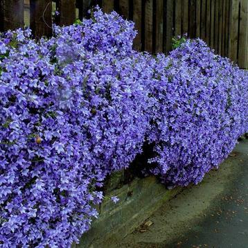 Campanula poscharskyana (kruipklokje) 0474 71 22 47