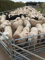 Des moutons pour la fête de l'Adha
