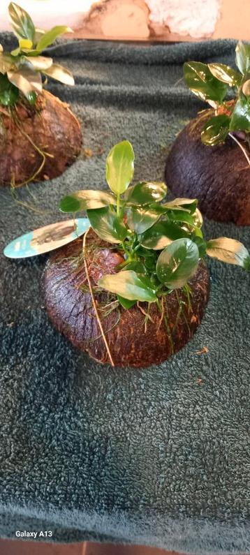 Anubias nana sur une demi-noix de coco