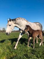 Springpaard gezocht, Dieren en Toebehoren, Merrie, Zadelmak, Springpaard