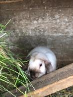 konijntjes, Dieren en Toebehoren, Konijnen, Meerdere dieren, Klein, Hangoor, 0 tot 2 jaar