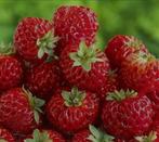 100 graines BIO de fraise FRAMBERY, Jardin & Terrasse, Bulbes & Semences, Enlèvement ou Envoi