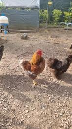 Wyandotte coq à donner!, Dieren en Toebehoren