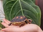 Kolenbrander schildpadden chelonia carbonaria, Dieren en Toebehoren, Reptielen en Amfibieën