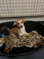 pomteck pup teefje, Dieren en Toebehoren, Honden | Teckels en Dashonden, België, Fokker | Hobbymatig, 15 weken tot 1 jaar, Korthaar