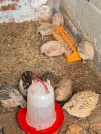 Kwartels 9tal, Dieren en Toebehoren, Pluimvee, Meerdere dieren, Overige soorten