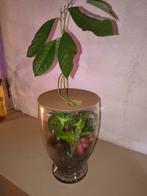 Plantenbiotoop met avocado, Ophalen