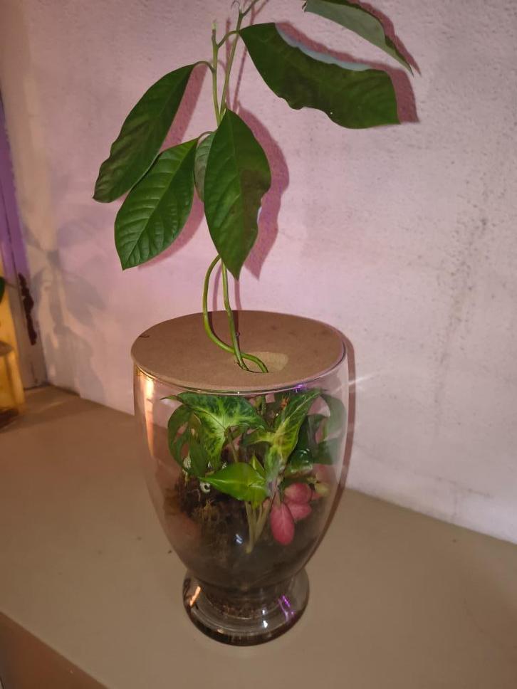 Plantenbiotoop met avocado, Huis en Inrichting, Kamerplanten, Ophalen