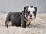 Engelse bulldog, België, Fokker | Hobbymatig, CDV (hondenziekte), 8 tot 15 weken