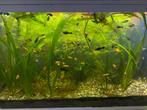 Zoet Warm water aquarium vissen, Dieren en Toebehoren, Vis, Zoetwatervis