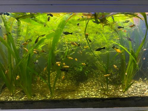 Zoet Warm water aquarium vissen, Dieren en Toebehoren, Vissen | Aquariumvissen, Zoetwatervis, Vis